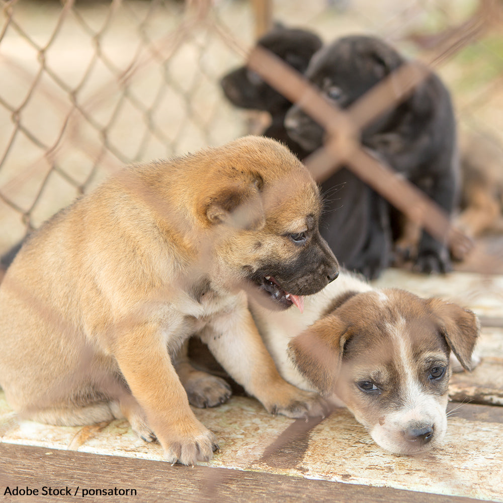 End Petland's Animal Abuse