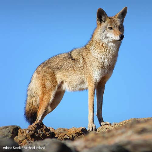 Help Keep Coyote Fur Off Coat Hoods!