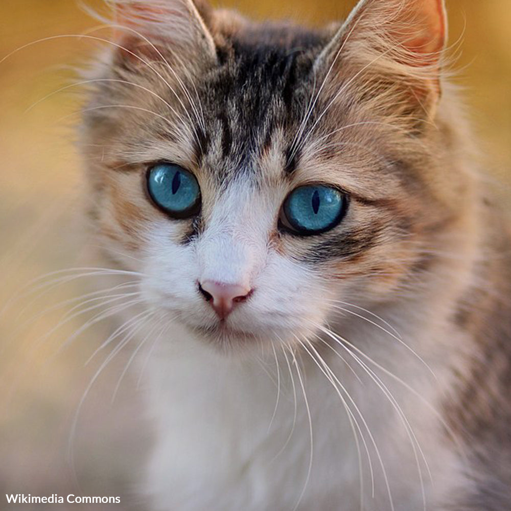 End Cat Dissection in Schools