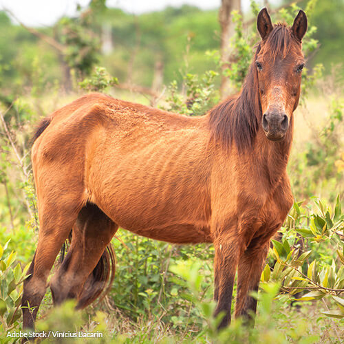 End the Abuse of Equines in Havasupai Region of the Grand Canyon!