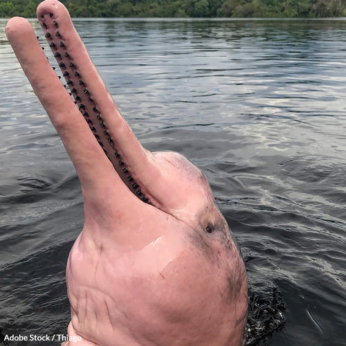 Dams Risk Amazon Dolphins' Extinction — Act Now