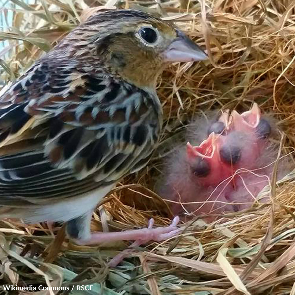 Save the Rarest American Bird from Extinction