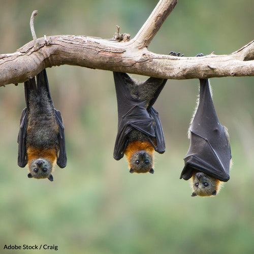 Save Our Bats...And America's Crops!