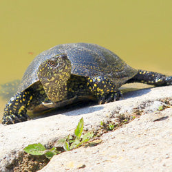 Say No to Salmonella and Support the Small Turtle Sale Ban