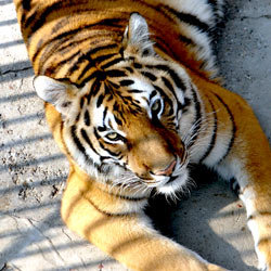 Act Now - Wild Tigers are Facing Extinction!
