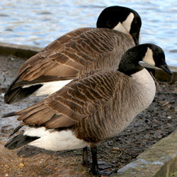 Tell the USDA: Give Geese a Chance!