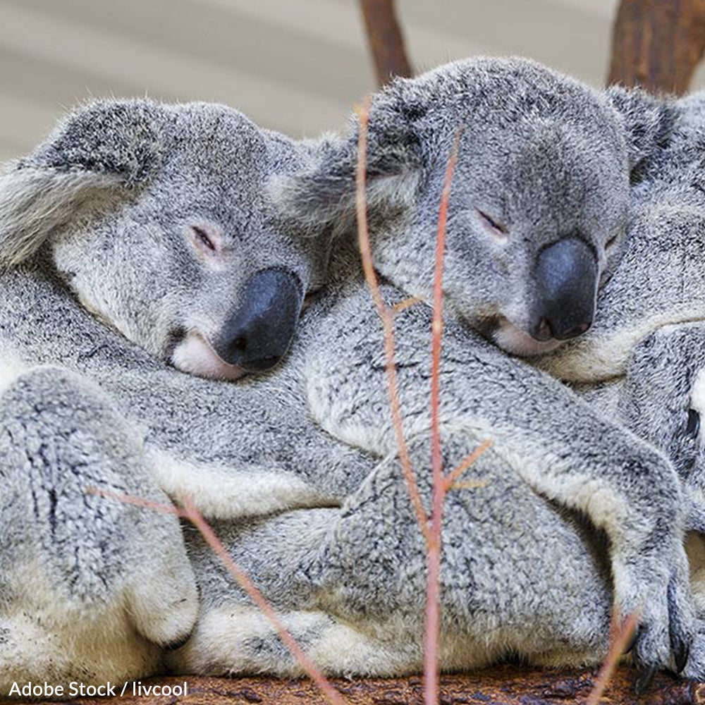 Save Koalas from Possible Extinction!