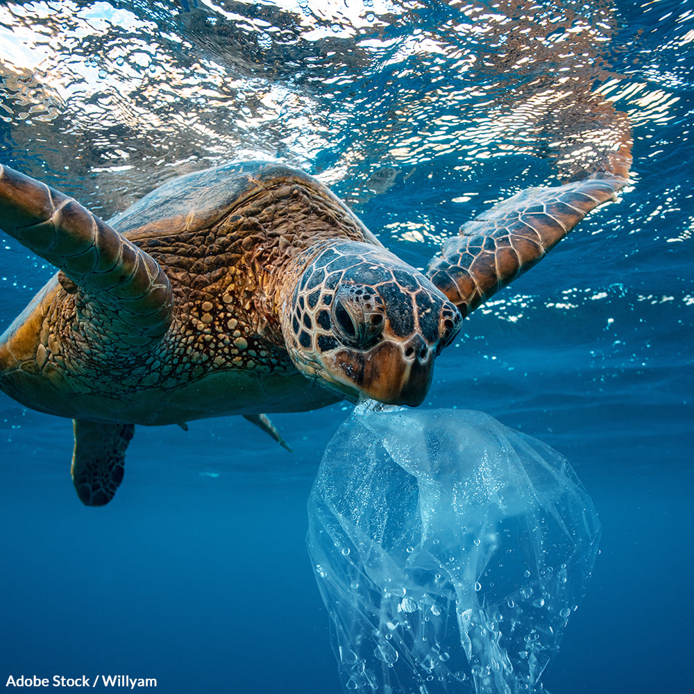 Save Our Oceans from a Plastic Apocalypse