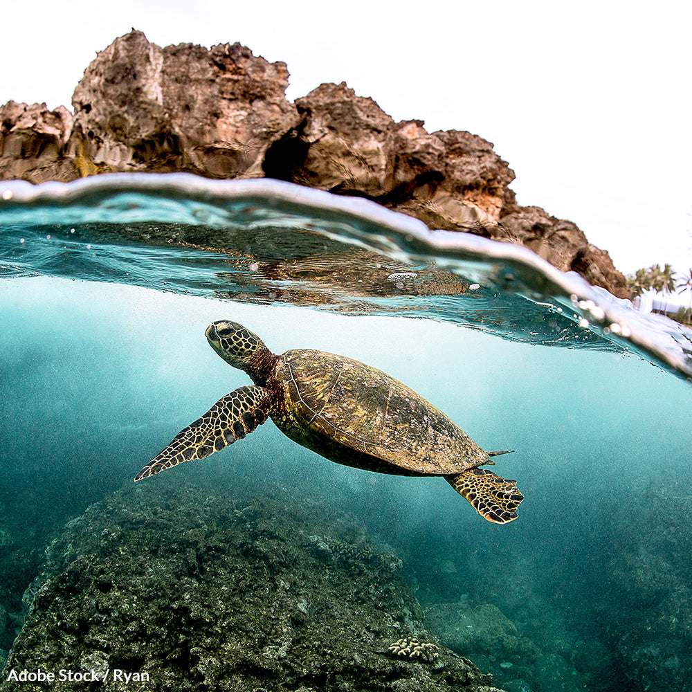 Cutting Meals On Wheels Hurts Elderly And Low Income Americans