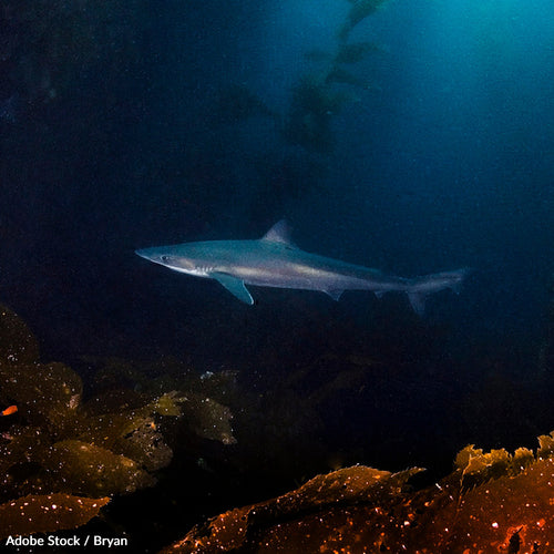 Protect Critically Endangered Tope Sharks