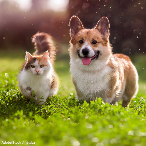 Protect Pets And Wildlife From Agonizing Death in Heavy-Duty Rat Traps