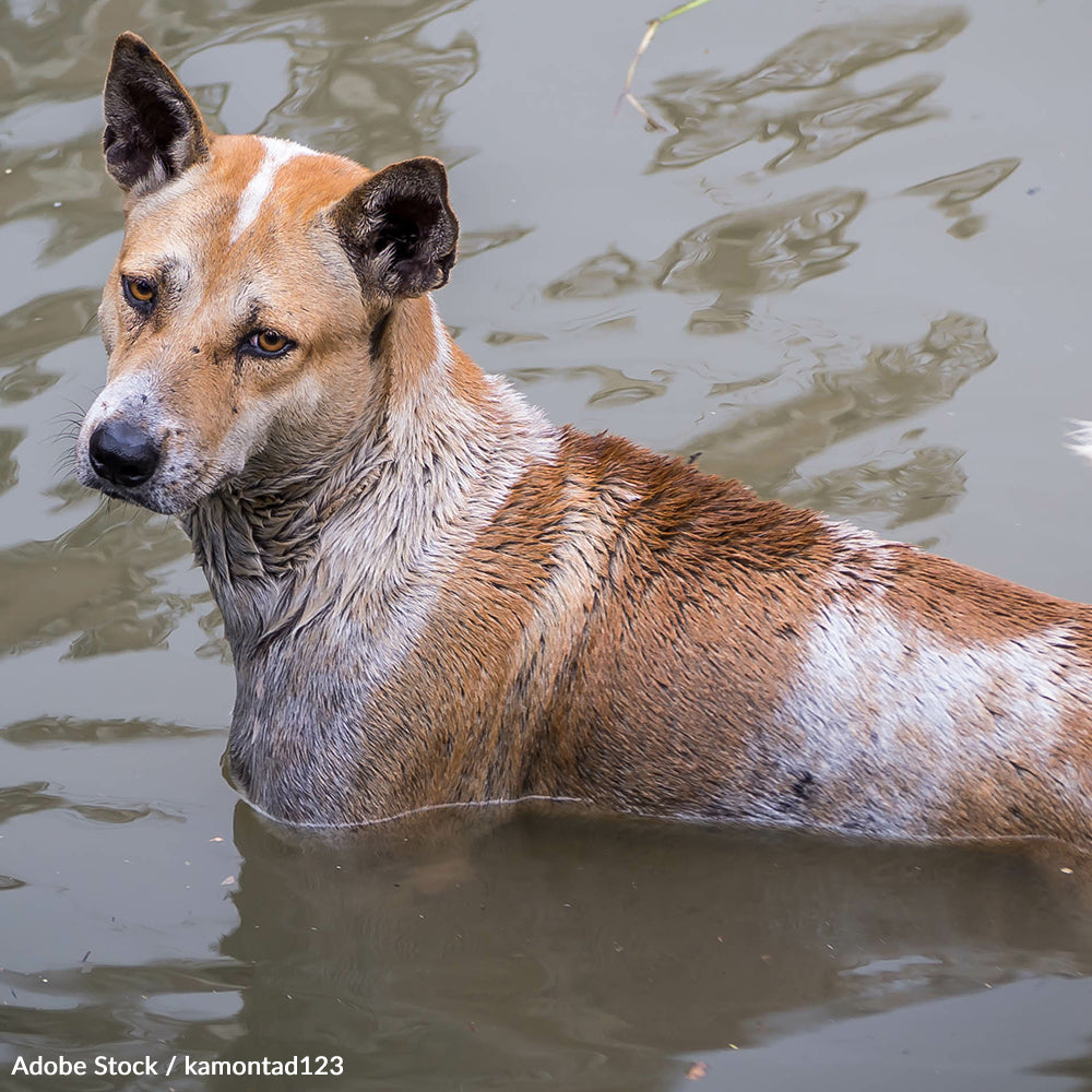 Flood Havoc Threatens Lives and Homes — Help People and Pets Survive