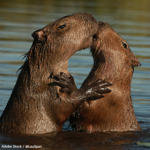 Save the Capybara and the Amazon