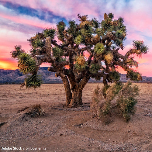 Save the Joshua Tree from Extinction