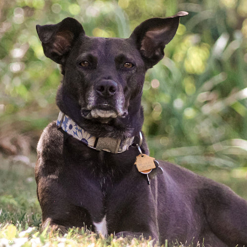 Keep Pets Cool and Comfortable