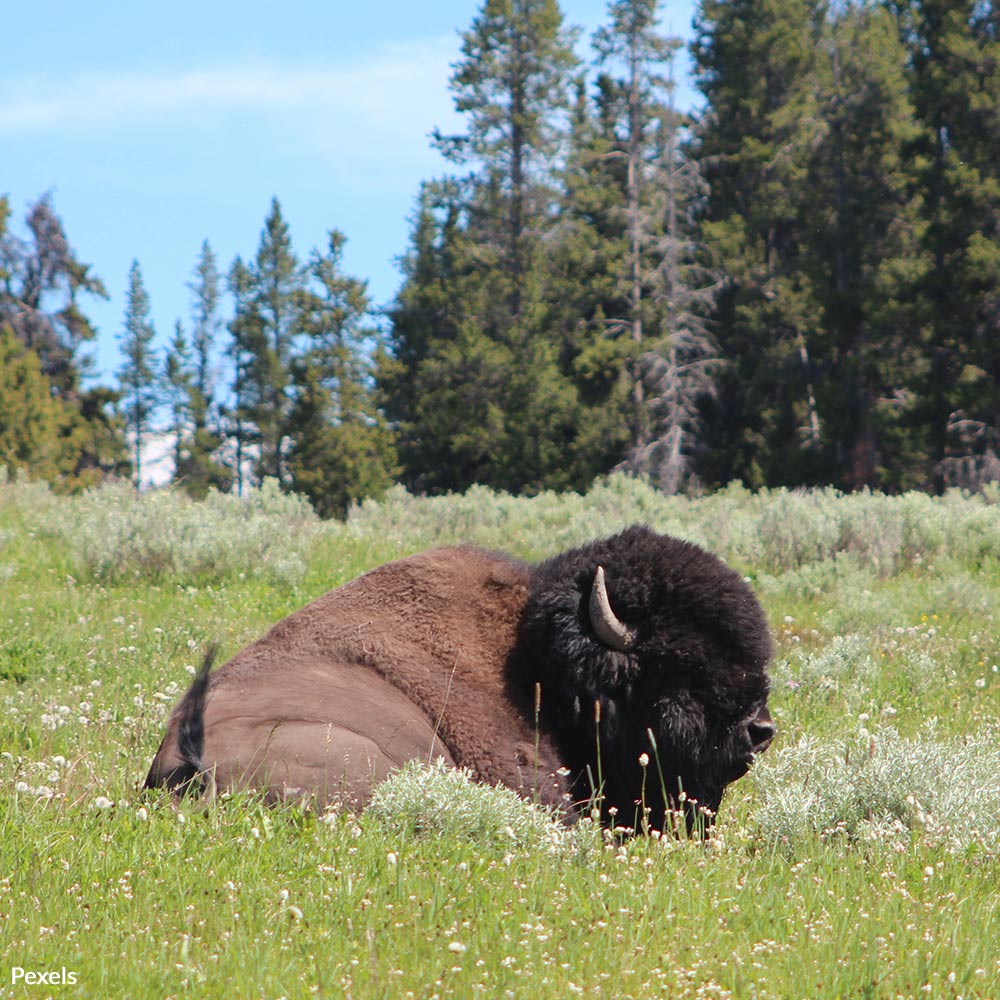 Respect Wildlife in U.S. National Parks