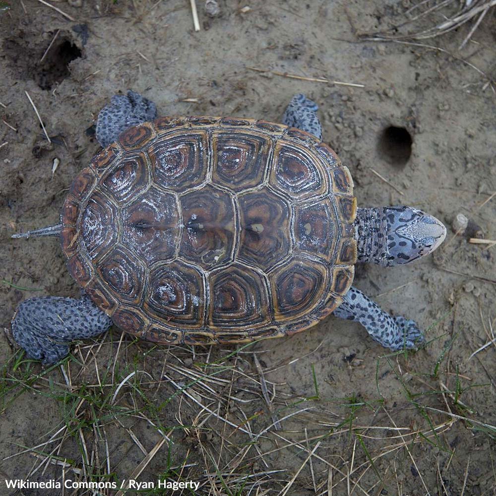 Protect the Northern Diamondback Terrapin