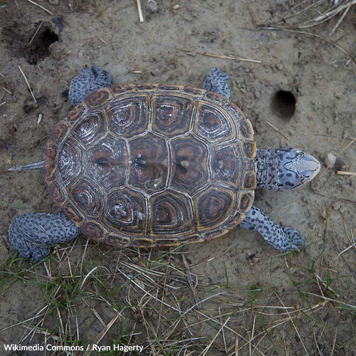 Protect the Northern Diamondback Terrapin