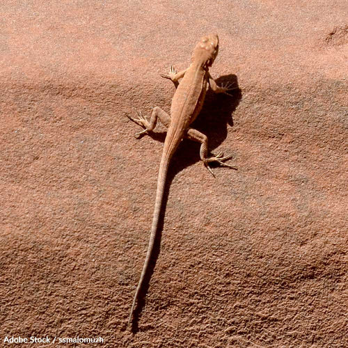 Protect the Dunes Sagebrush Lizard