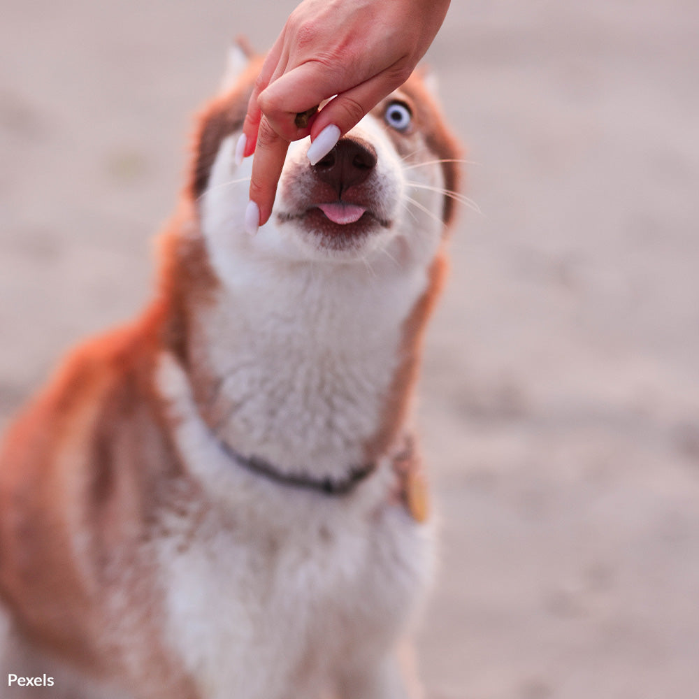 Protect Your Dog From Dangerous Treats