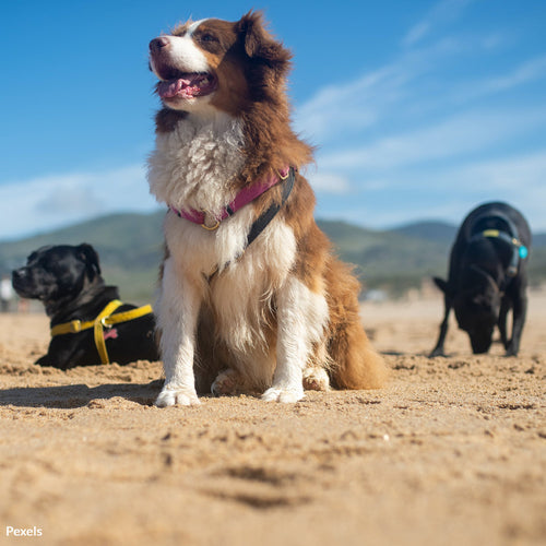 Pledge to Keep Pets Safe Around Water