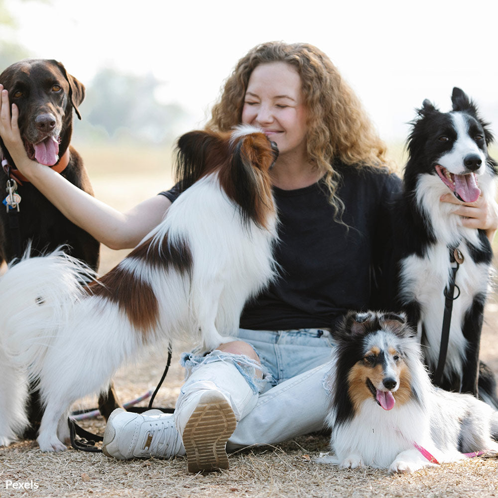 Practice Proper Dog Park Etiquette