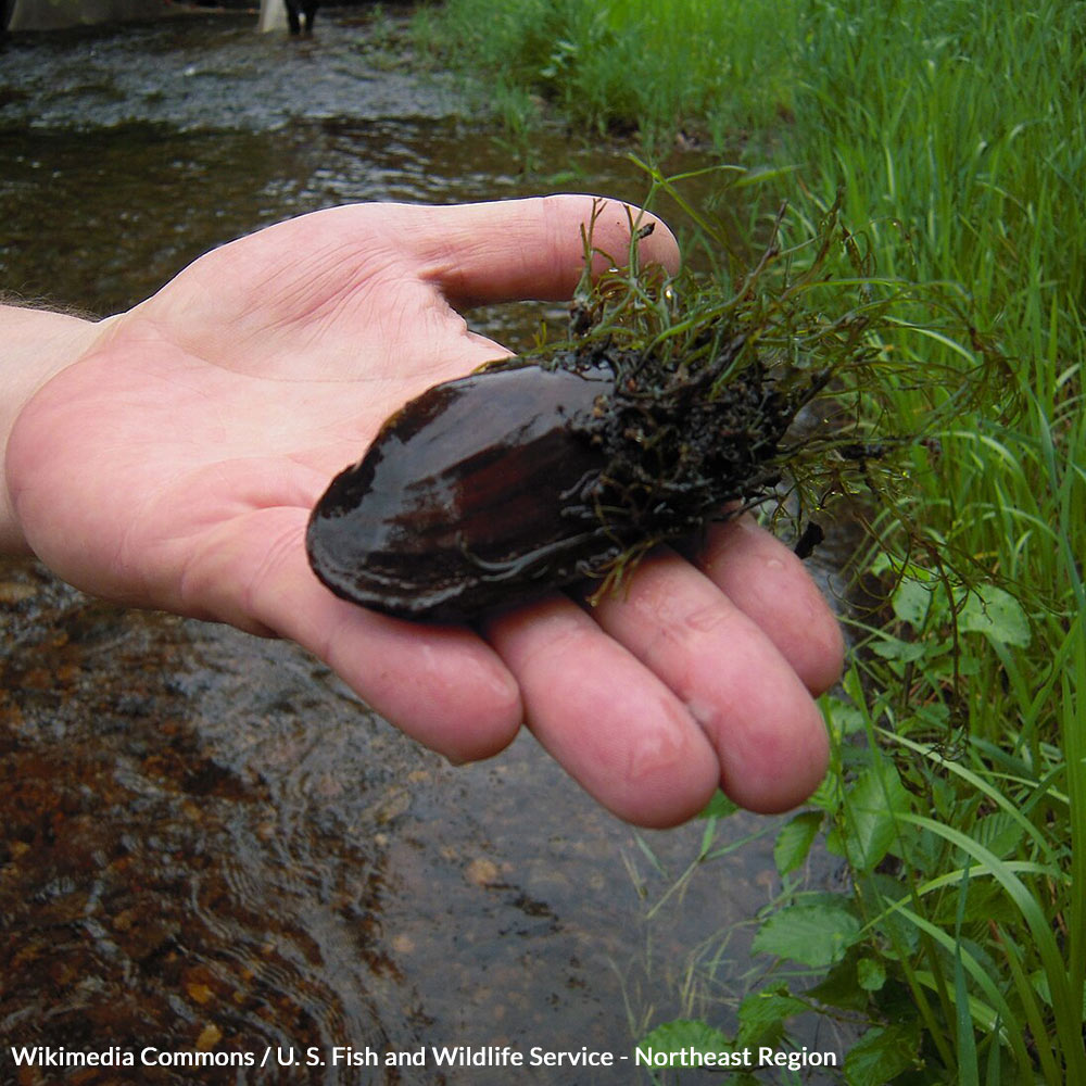 Protect the Unsung Heroes of Our Rivers