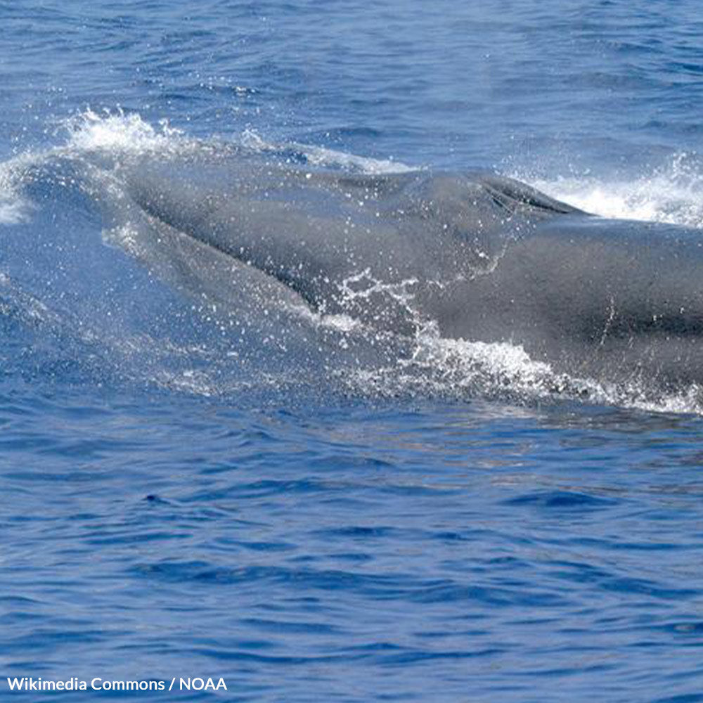 Protect the Gulf's Hidden Marvel