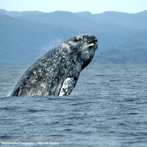 More than 50 Years of Hope: Strengthen the Endangered Species Act