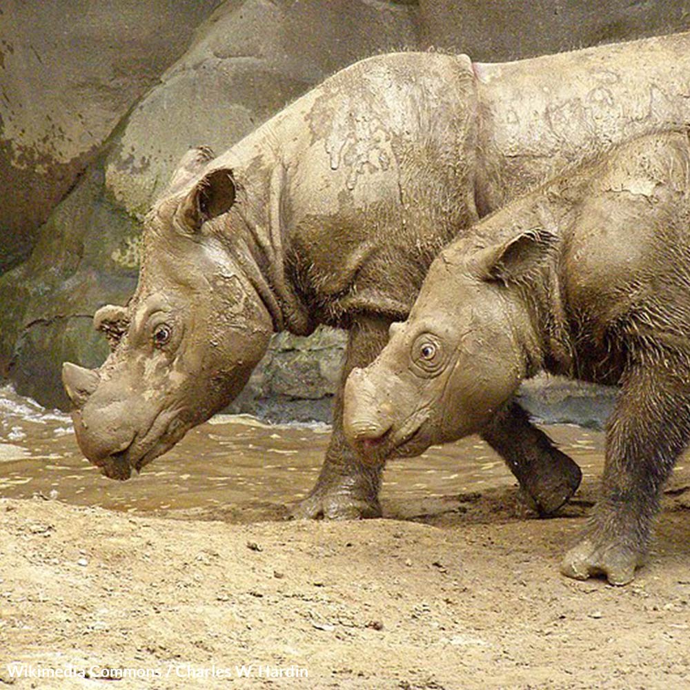 Act Now to Save the Sumatran Rhino