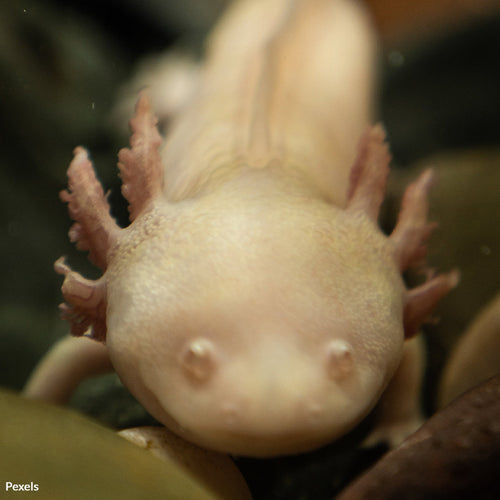 Take Action for Amazing Axolotls