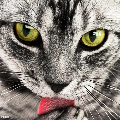 Celebrate National Cat Health Month