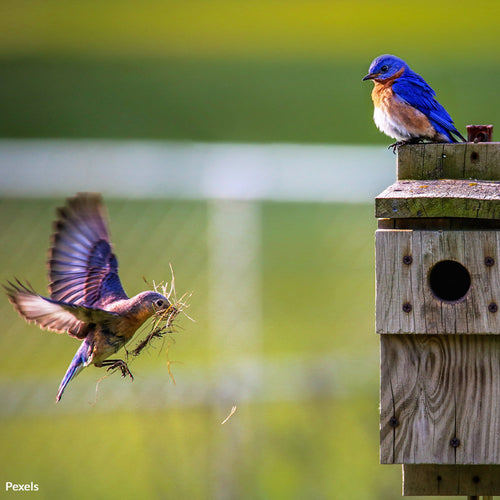 Save Birds, Save Nature