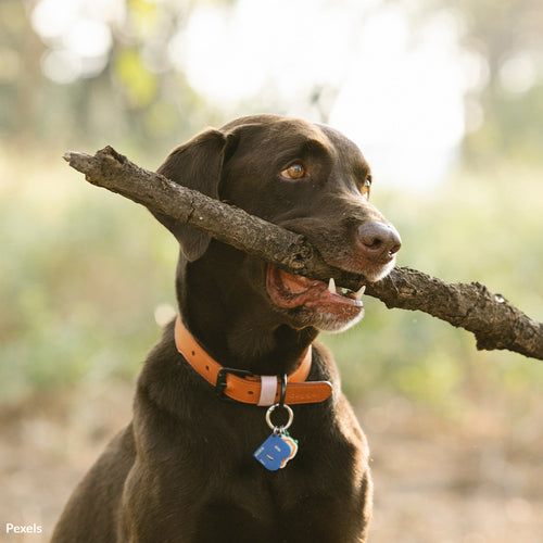 Prevent Missing Pets with Proper ID