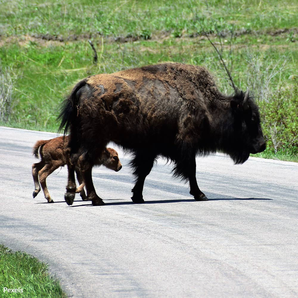 Stop Deadly Roads: Save Lives With Wildlife Corridors