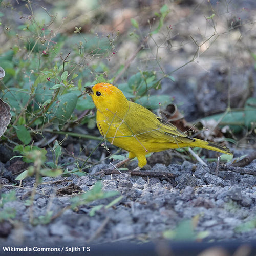 Last Call to Rescue Hawai'i's Endangered Beauties