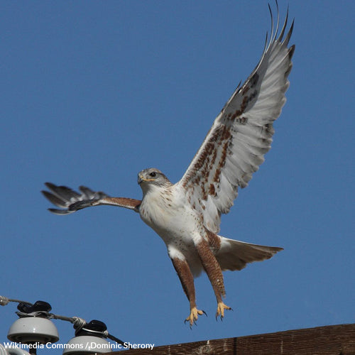 Protect Soaring Hawks from Wind Farm Death