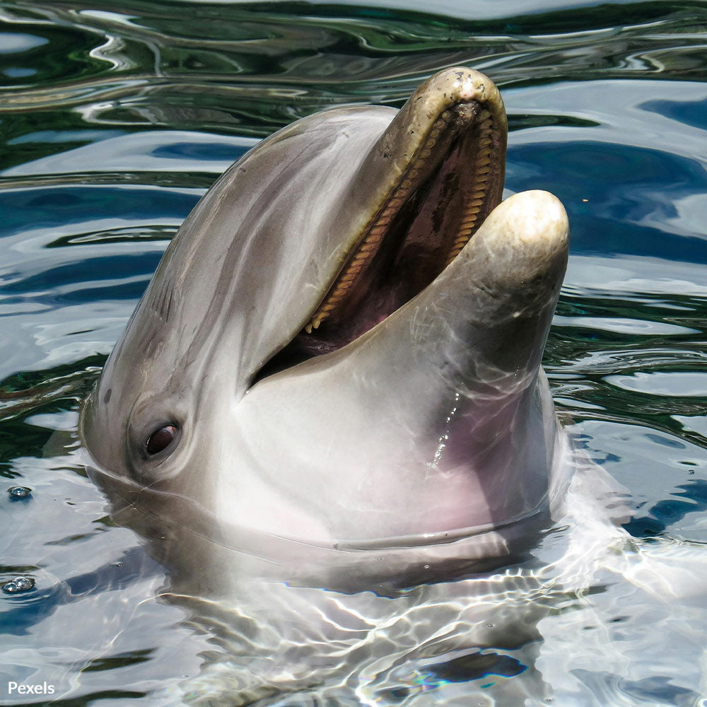 End Seaquarium Suffering — Save Animals from Neglect