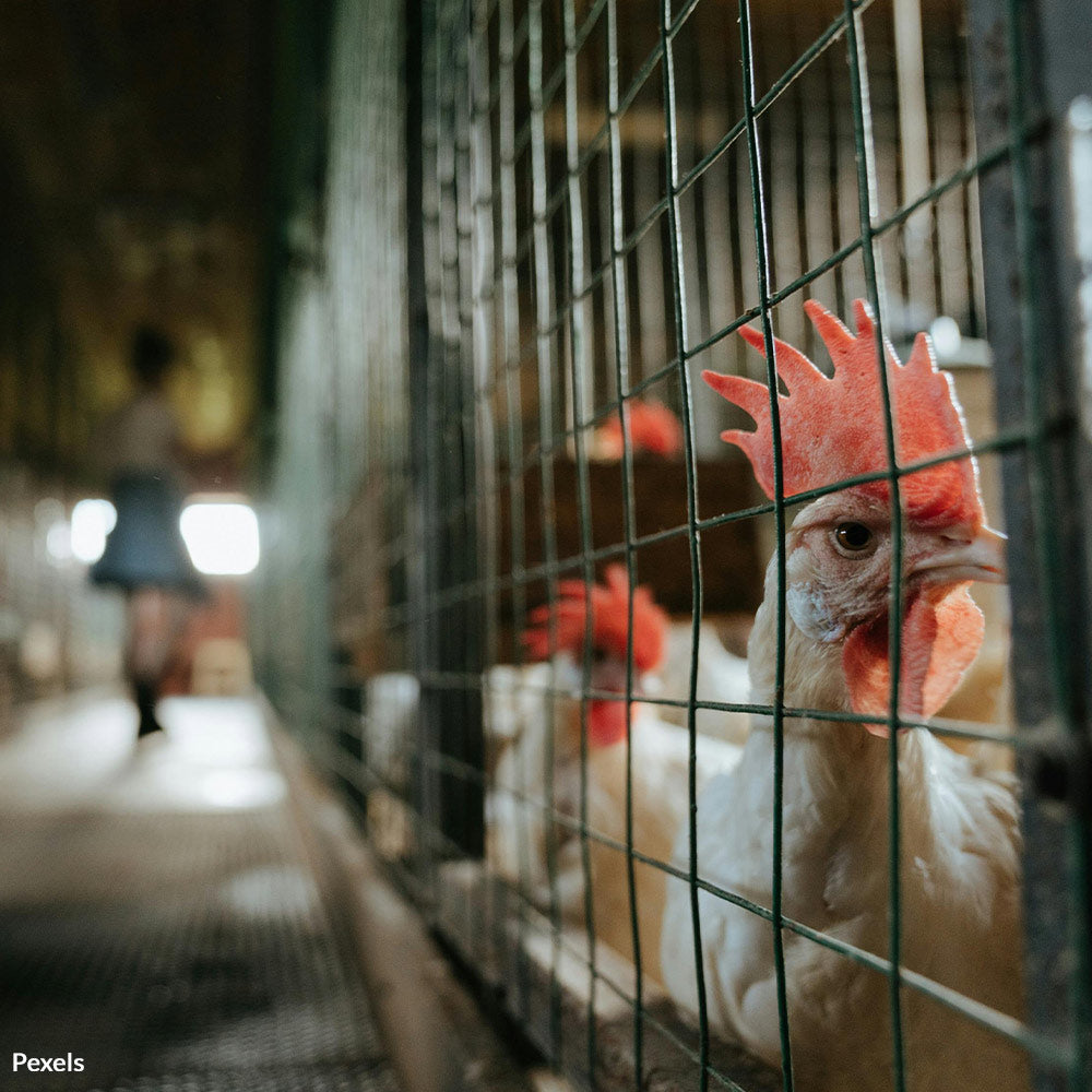 Stop Kentucky's Ag-Gag Law From Hiding Horrific Cruelty