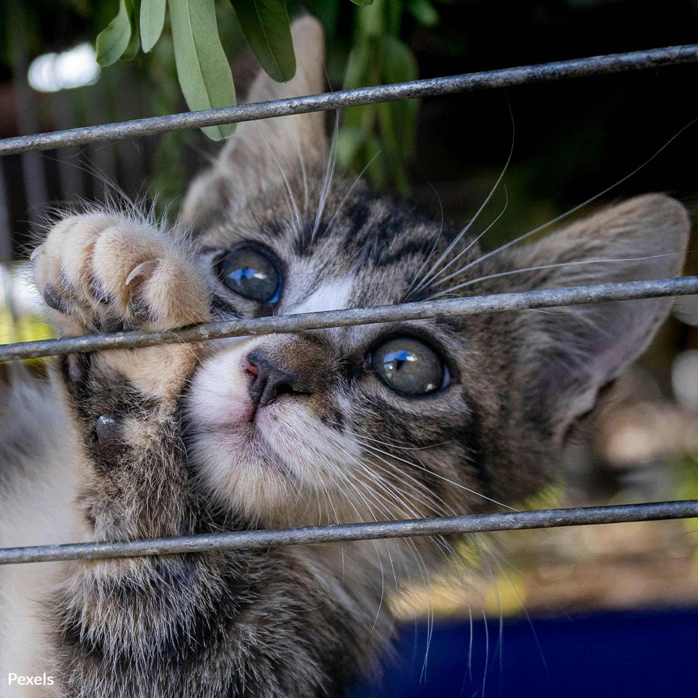 Demand Justice for Neglected Animals in Illinois