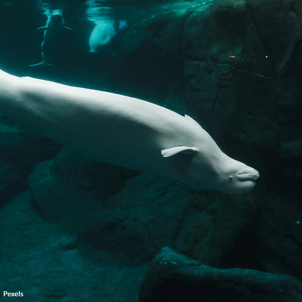 Justice for Marineland Whales — Stop Neglect and Cruelty