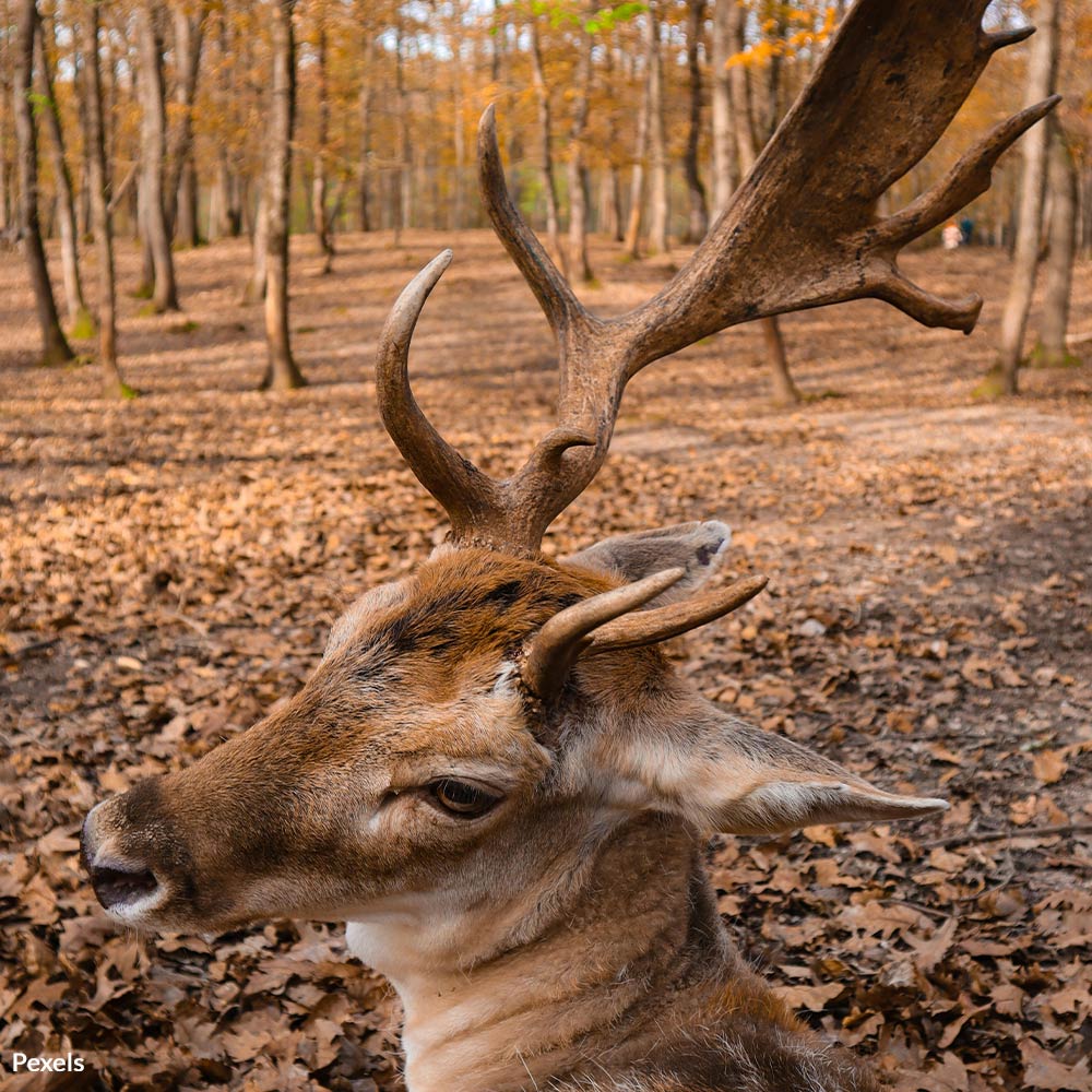 End the Silent Slaughter in Wyoming