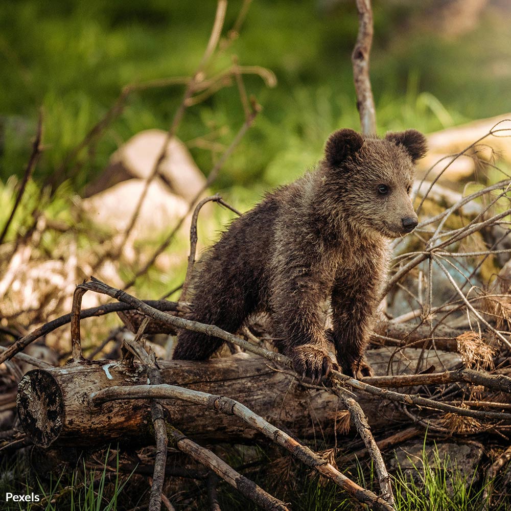 Justice for Bear Cubs Put In Danger