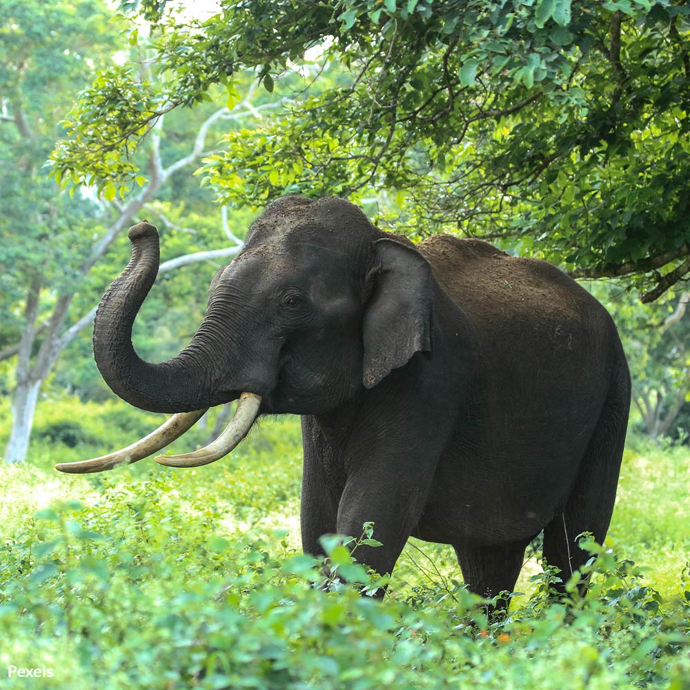 Do Your Part to Fight Poachers, End the Black Market, & Stop Extinction