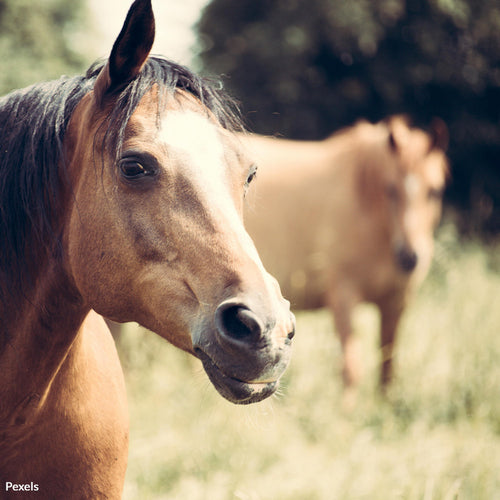Stop the Slaughter of America’s Horses