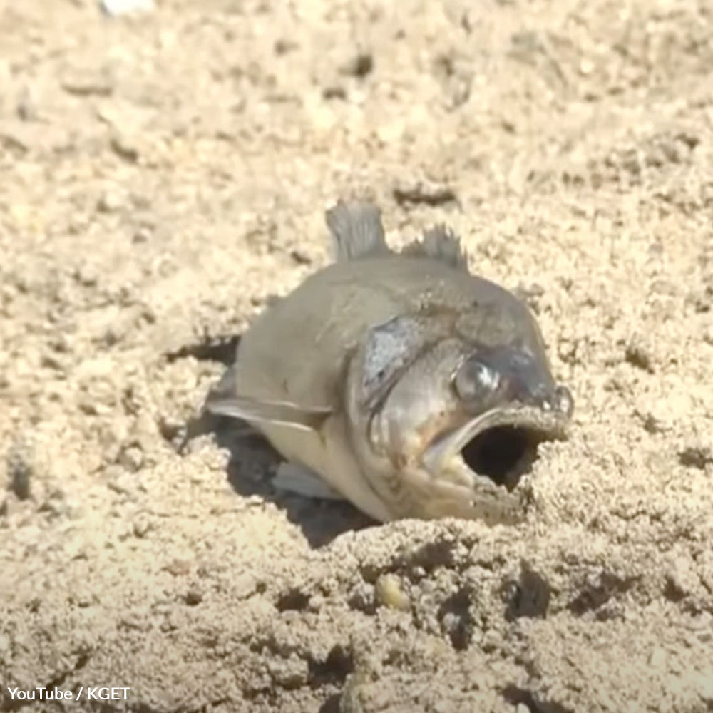 Stop Bakersfield From Leaving Kern River Wildlife Gasping For Air