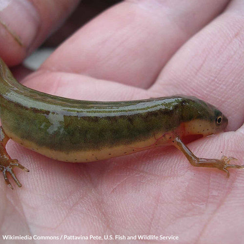 Save The Striped Newt Before It's Wiped Out By Government Inaction