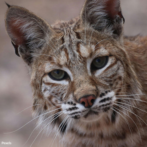 Stop Indiana’s Heartless Plan to Slaughter Its Only Native Wildcat