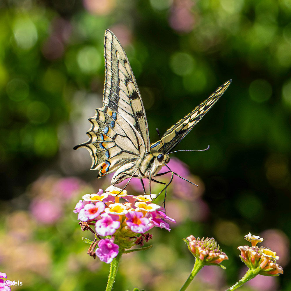 Tell US Leaders To Protect Our Planet’s Vanishing Biodiversity
