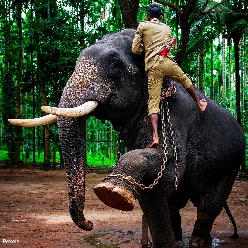 Stop The Cruel Exploitation Of Elephants For Tourism